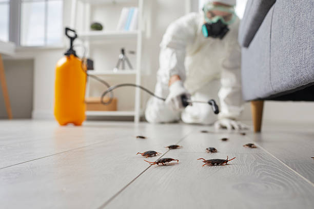 Post-Treatment Bed Bug Interceptor Monitoring in Fannett